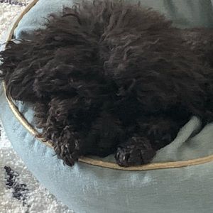 Meet your Posher, Sandy